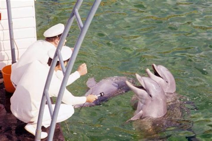 Is there such thing as a marine veterinarian?