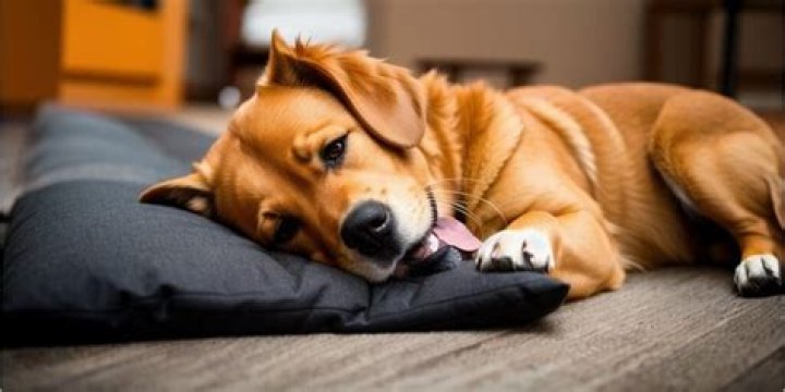 Is Tuna OK for dogs?