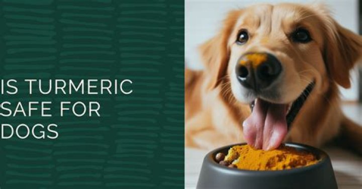 Is turmeric safe for dogs?