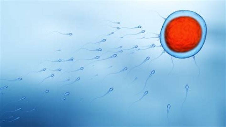 Is vodka harmful for sperm?