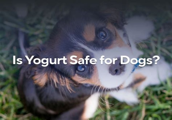 Is yogurt safe for dogs?
