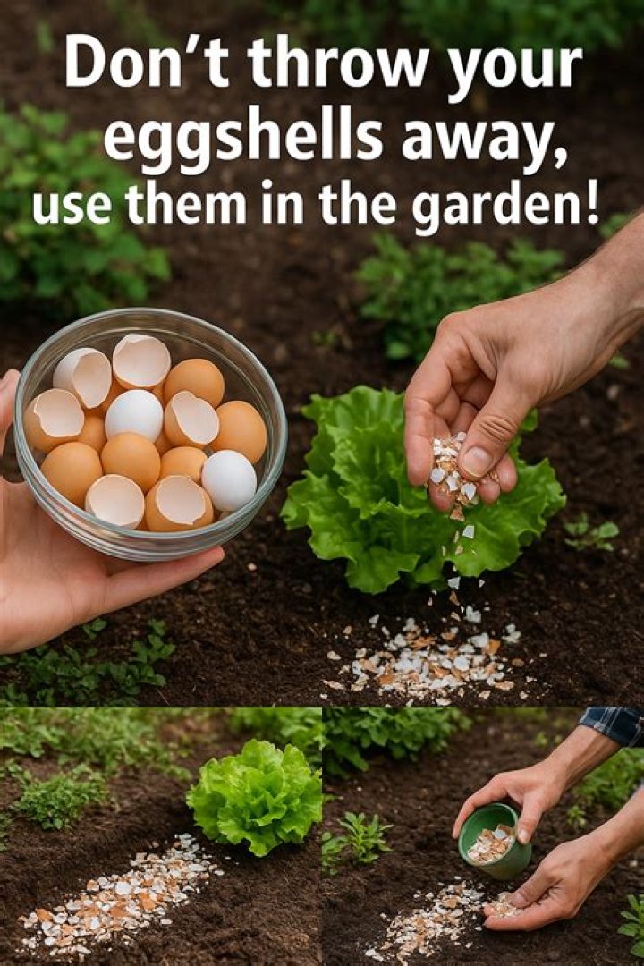 Should egg shells be composted?