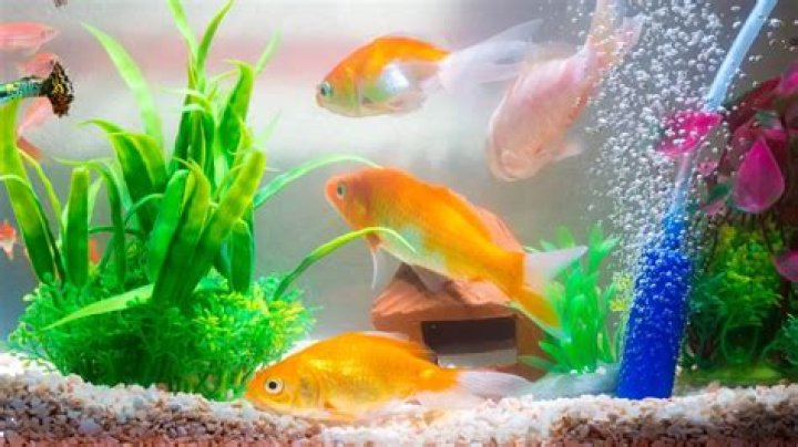 Should I add salt to my goldfish tank?