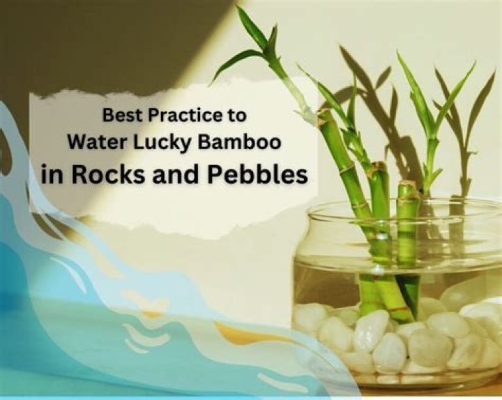 Should lucky bamboo be in water or soil?
