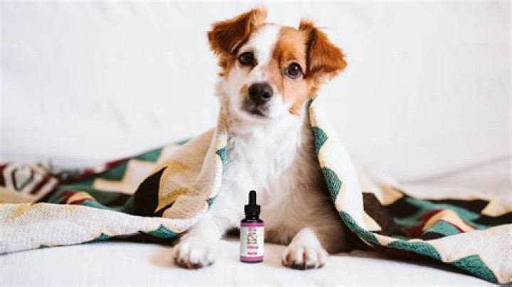 Should you ignore a whining dog?