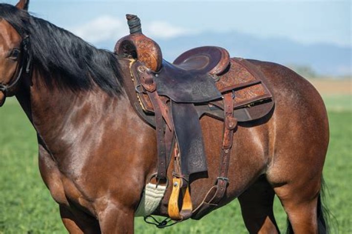 Should you lunge a horse with a saddle?