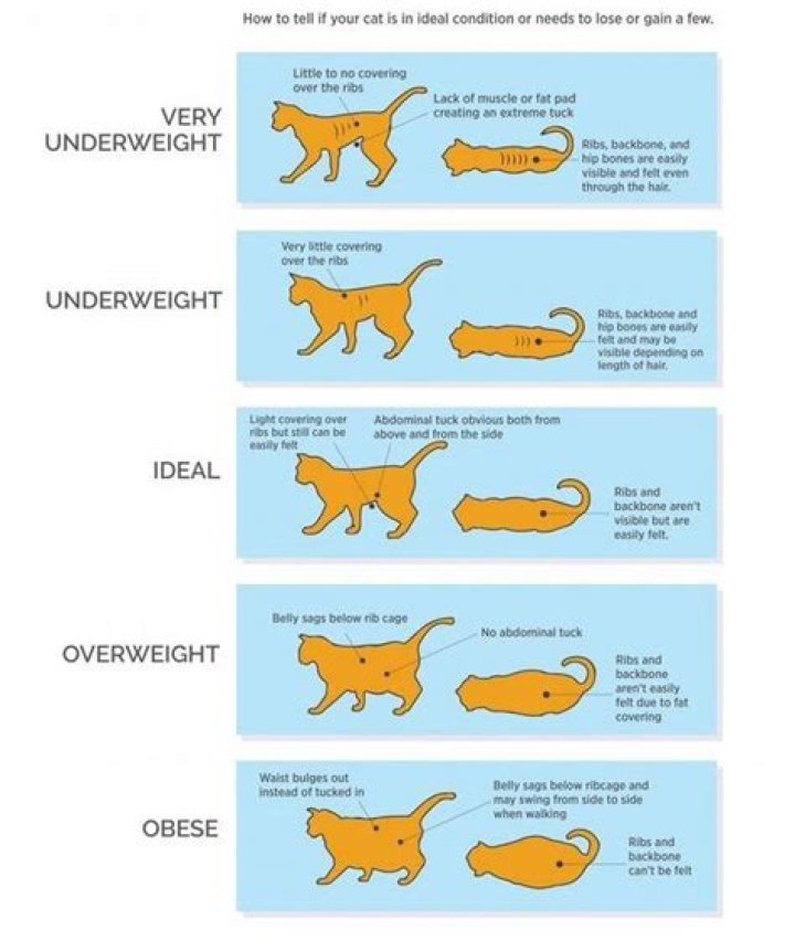 Should you pet a cat's belly?