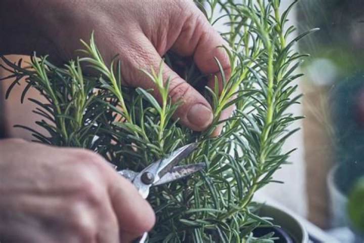 Should you prune rosemary?