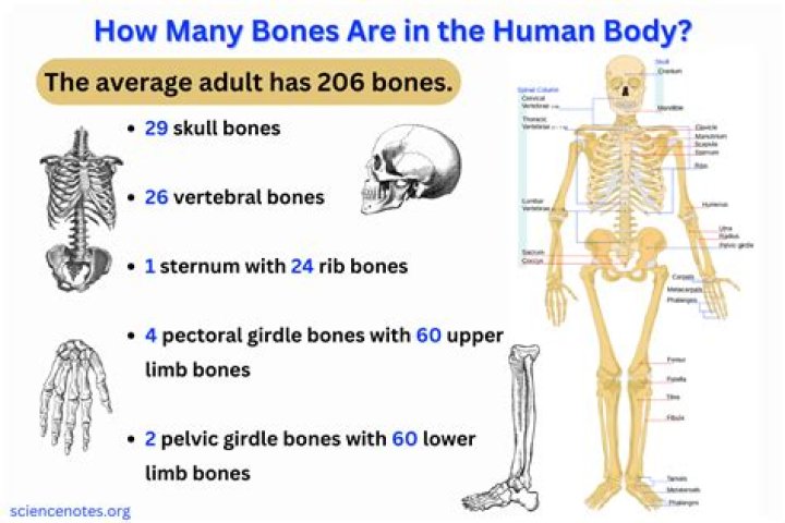 What 3 jobs do our bones do for our bodies?