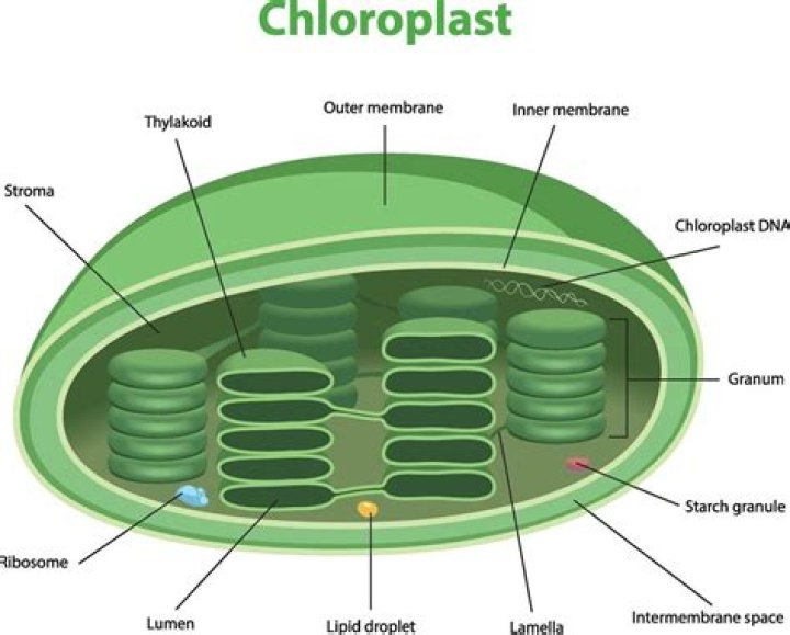 What 3 things do chloroplasts?