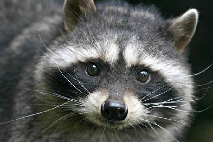 What animal kills raccoons?