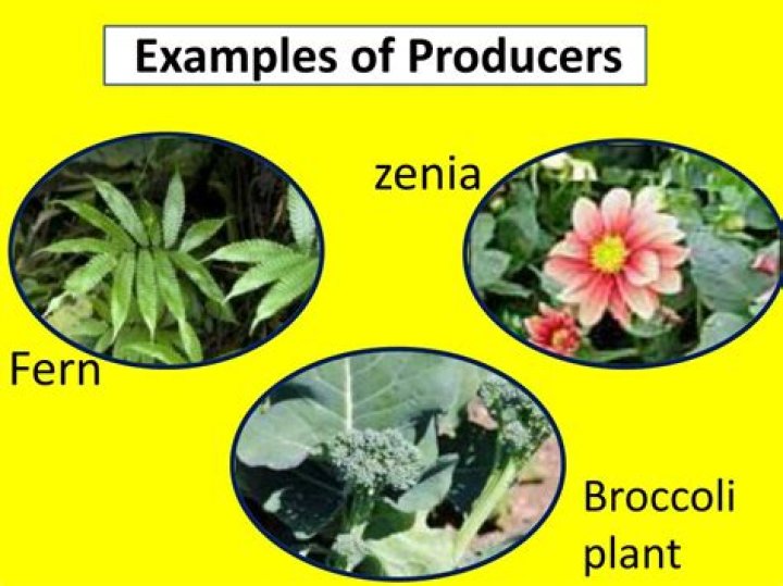 What are 3 examples of producers?