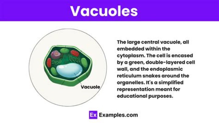 What are 3 functions of vacuoles?