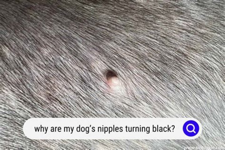 What are dog nipples called?