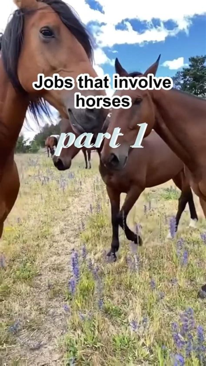 What are jobs that involve horses?