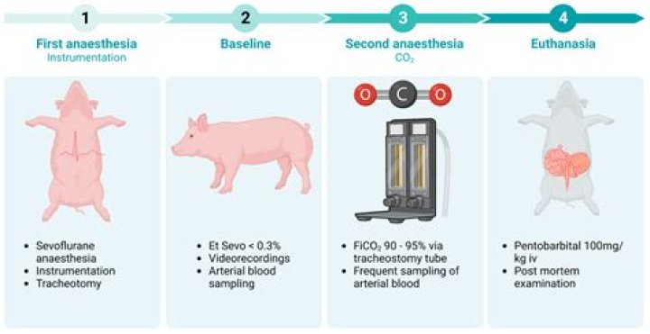 What are normal Behaviours in pigs?