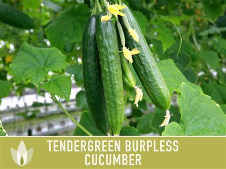 What are seedless cucumbers called?