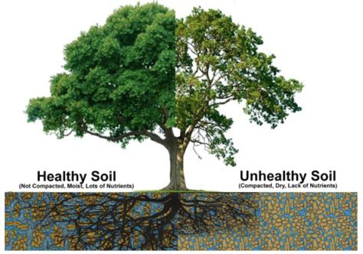What are signs of unhealthy soil?