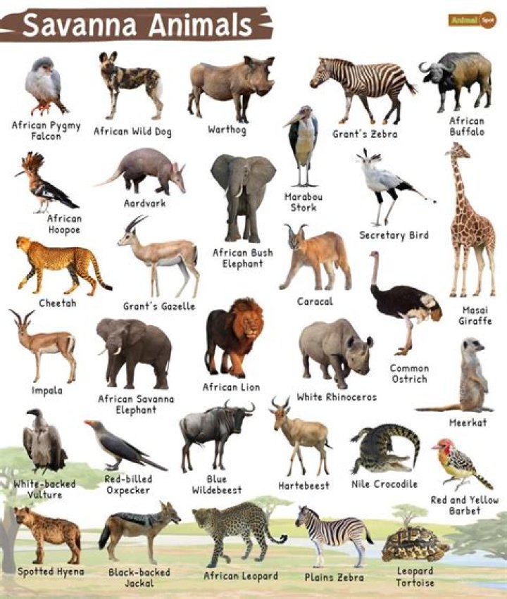 What are some living things in the savanna?