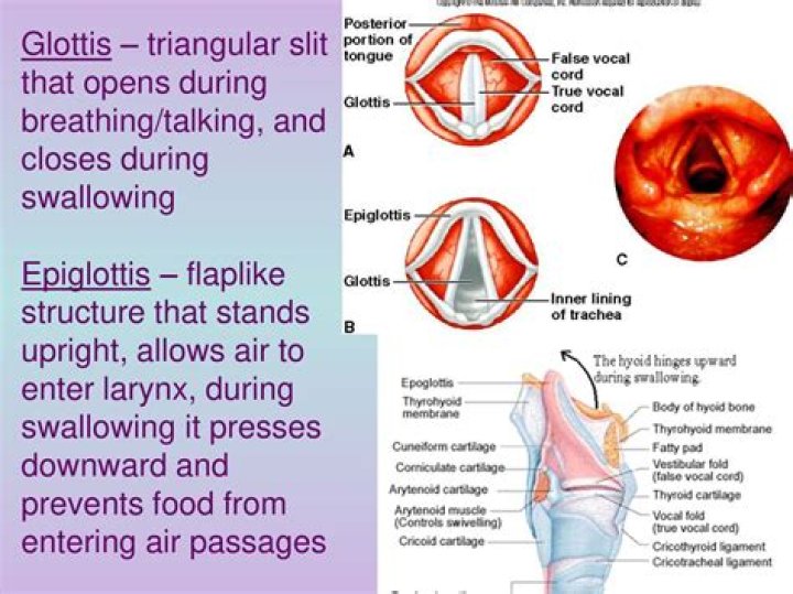 What are the 3 functions of the epiglottis?