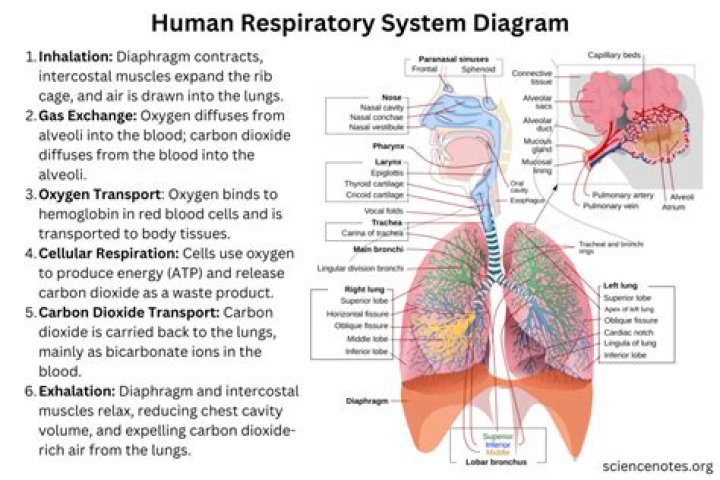 What are the 5 main functions of the respiratory system?