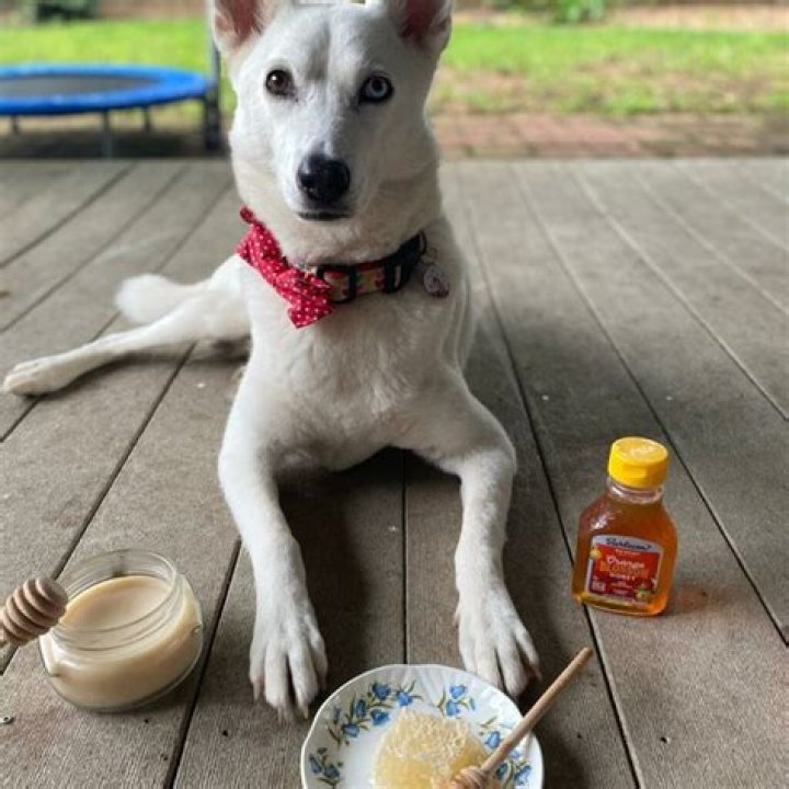 What are the benefits of honey for dogs?