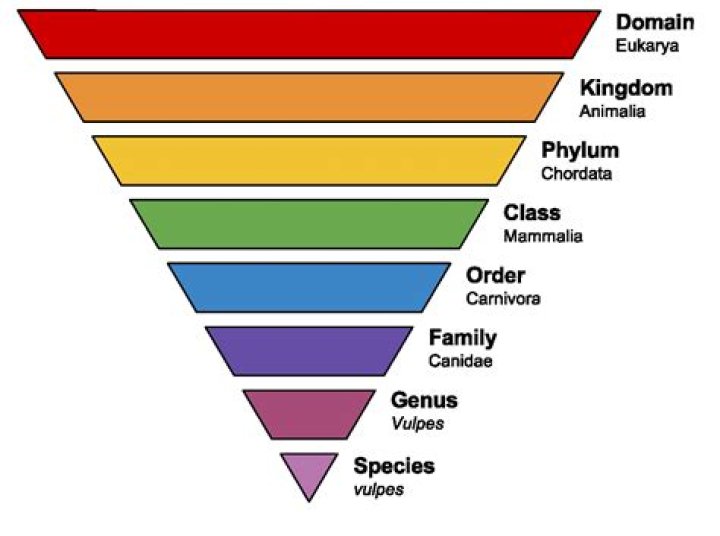 What are the levels of classification in order?