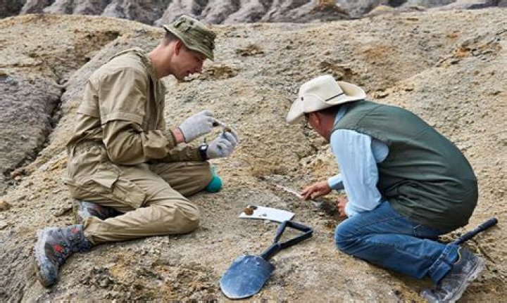 What are the requirements to be a paleontologist?