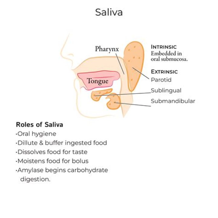 What are the role of saliva in digestion?