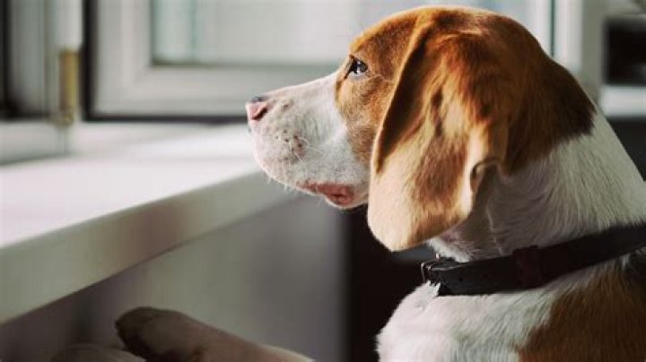 What are the signs of dog dementia?