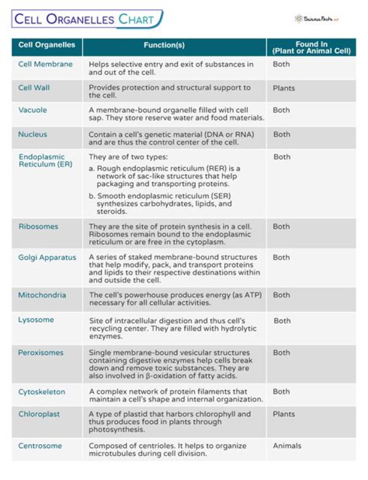 What are the specialized structures that perform different jobs in the cell?