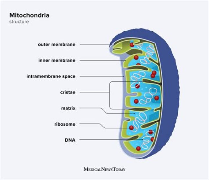 What are the two main functions of mitochondria?