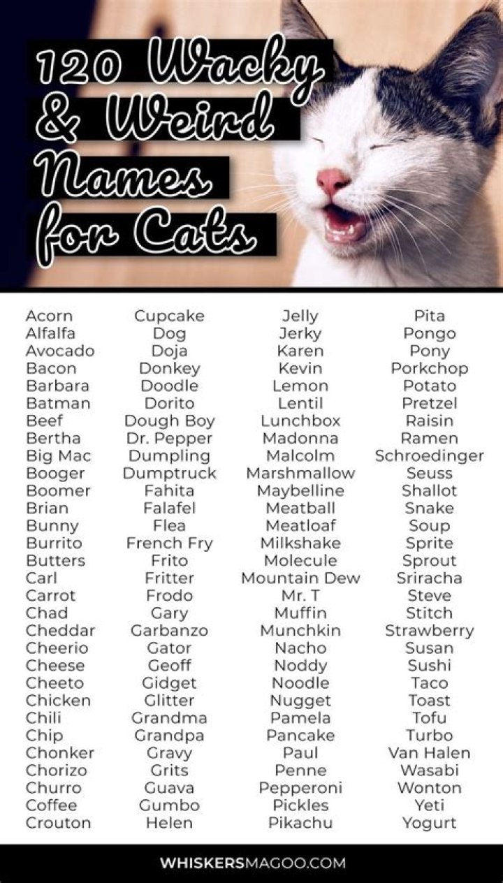What are the weirdest cat names?