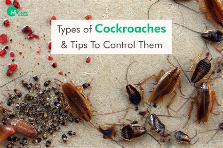 What are the worst roaches to have?
