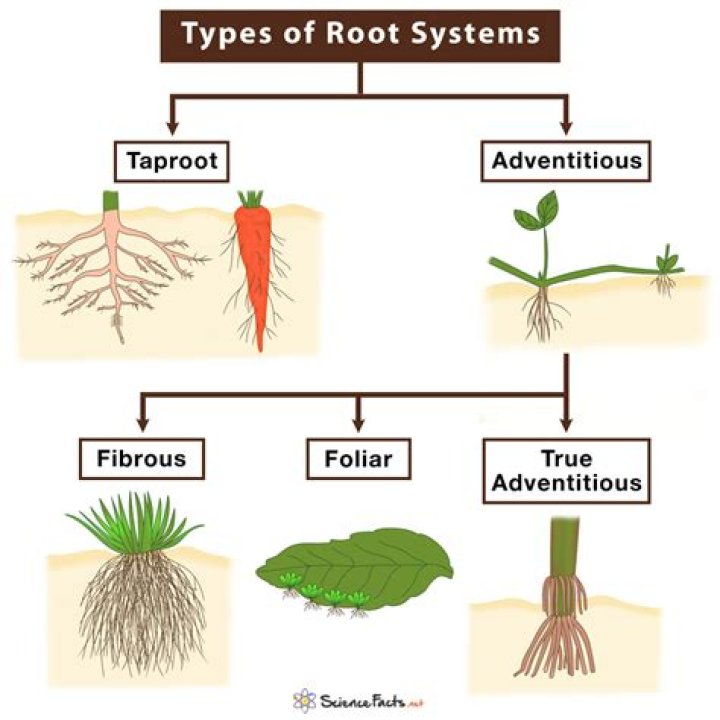 What are three characteristics of roots?