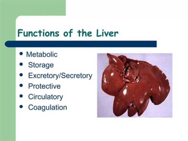 What are three function of the liver?