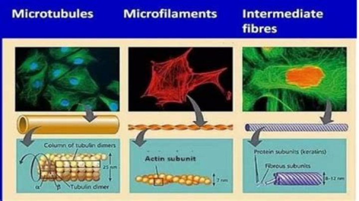 What are three functions of microtubules?