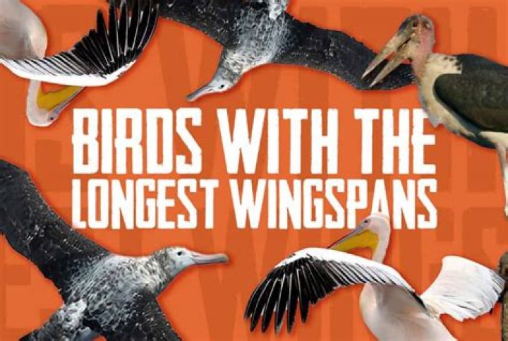 What bird has the longest wingspan?