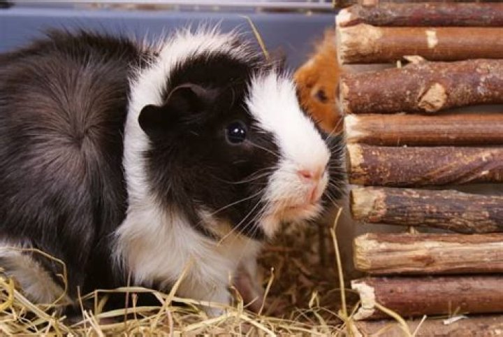 What can guinea pigs chew on?