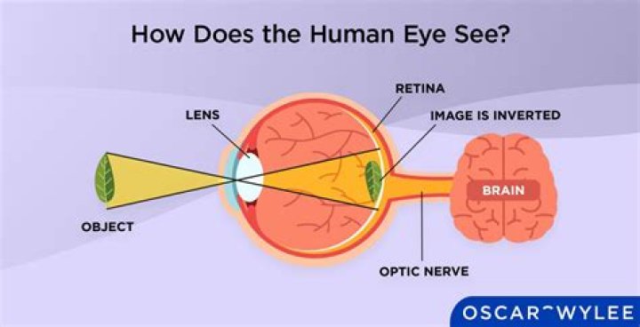 What can human eyes do?