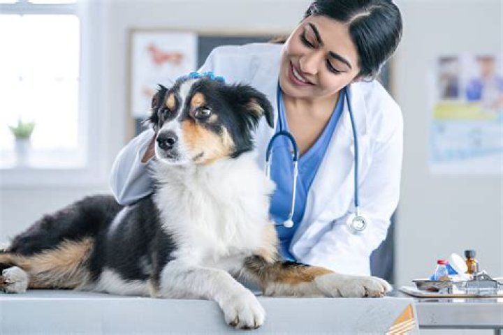What can I do instead of being a veterinarian?