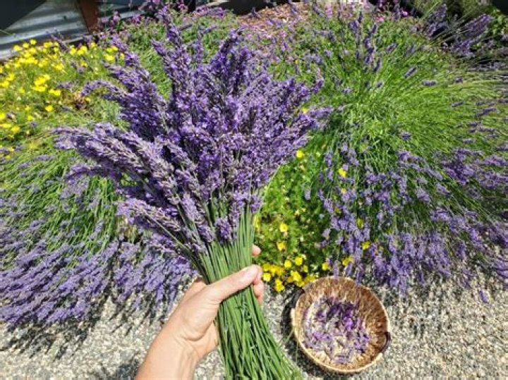 What can lavender be used for?