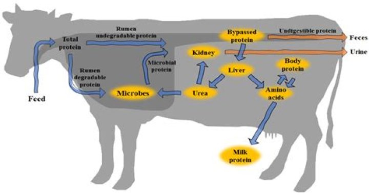 What causes decreased milk production in cows?