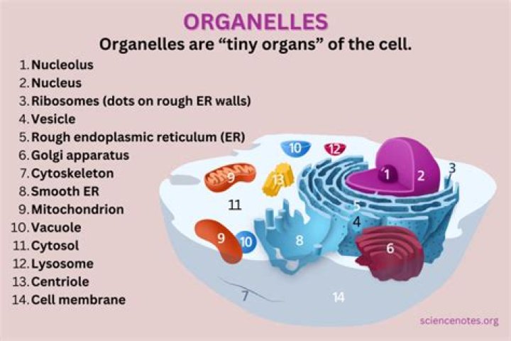 What cell organelle has the most important job?