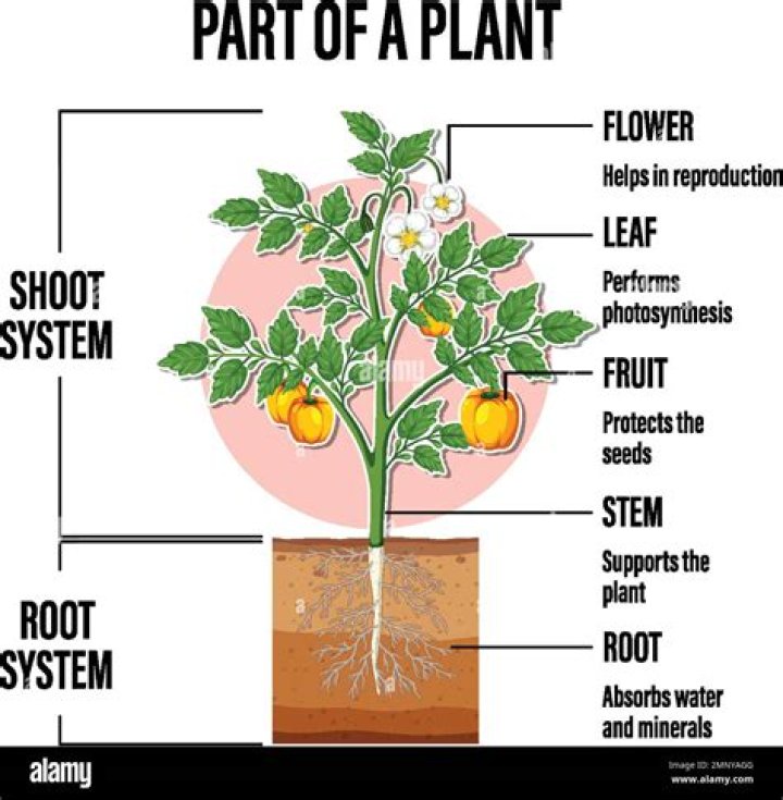 What chemicals are produced in one part of a plant that affect the growth and response of other parts?