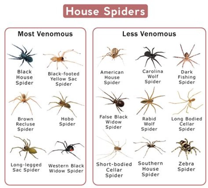 What color do spiders hate the most?