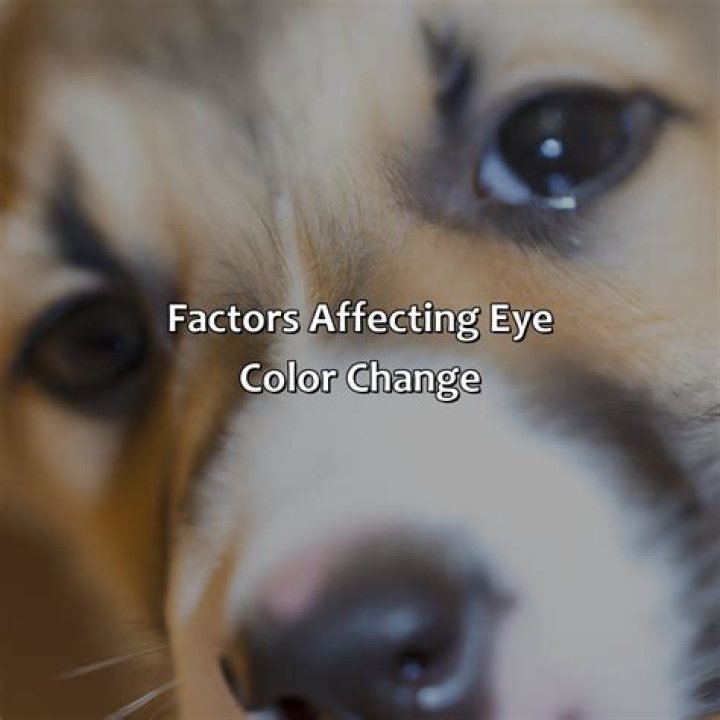 What color should a dog's eyes be?
