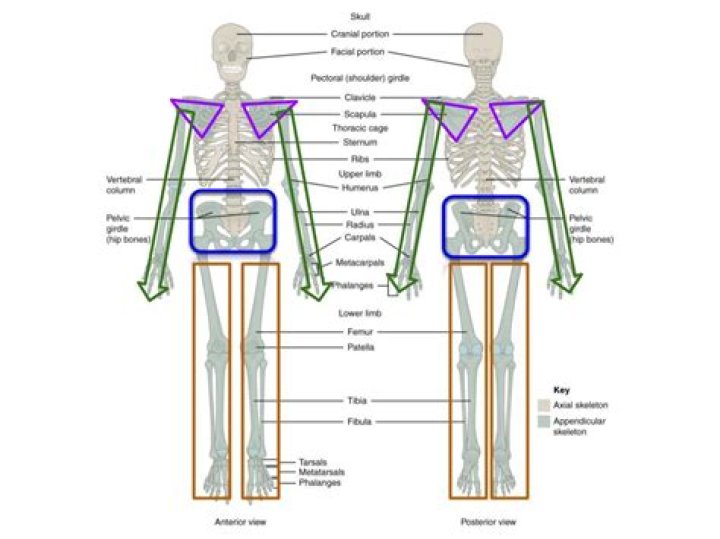 What connects the skeleton together?
