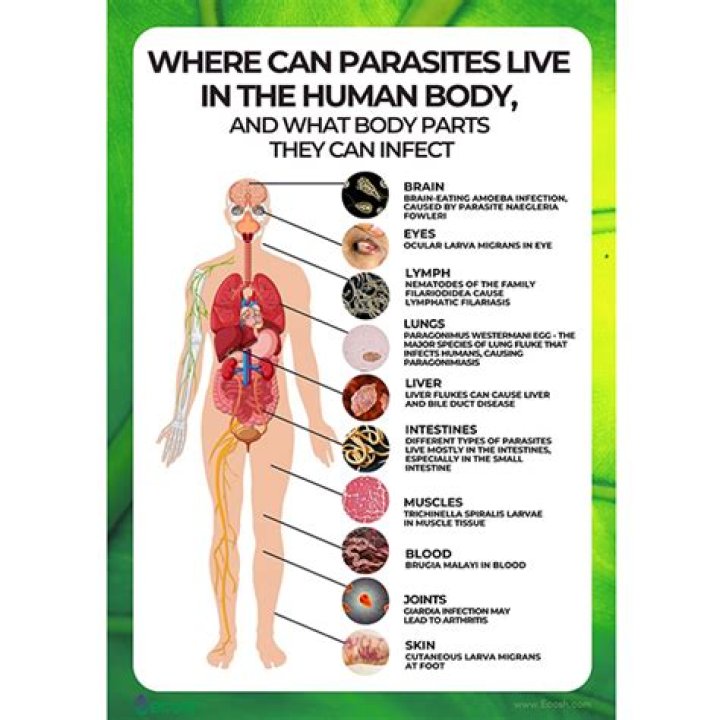 What damage can parasites do to the body?