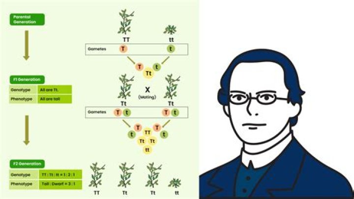 What did Gregor Mendel do and why?